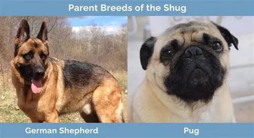 Races parentales du Shug