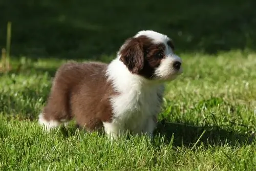 Puppy of Bearded collie