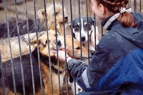 Menina voluntária no berçário para cães. Abrigo para cães vadios