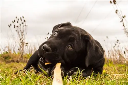 štene presa canario