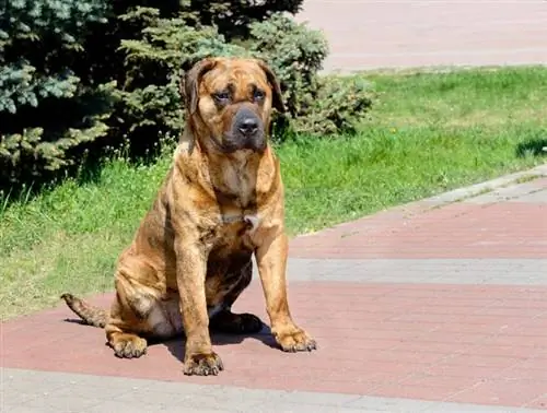 tan perro de presa canario