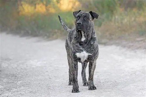 Perro de Presa Canario Dog Breed Info: Pictures, Traits & Fatos