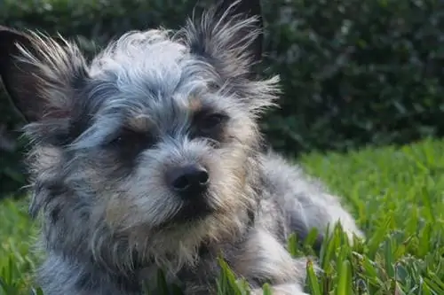 Mini Yorkshire Aussie (Yorkshire Terrier & Australian Shepherd Mix) Thông tin, Hình ảnh, Sự kiện