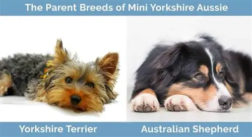 Rase parentale ale Mini Yorkshire Aussie