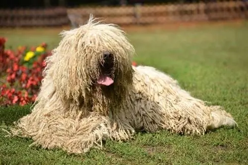 Komondor šunų veislės informacija: nuotraukos, charakteristikos & Faktai