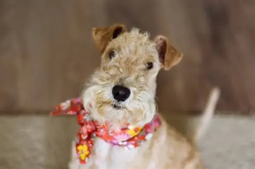 Bandana per a gossos Lakeland Terrier