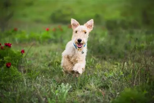 Chiot Terrier