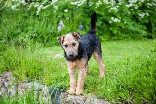 Terrierul Lakeland