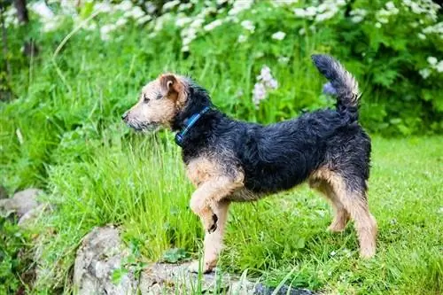 Terrier de los lagos