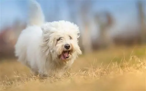 Bichon Frize at Coton De Tulear