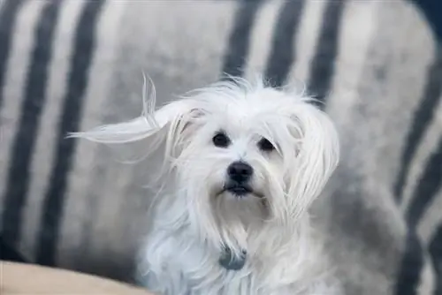 Bichon Frise i Coton De Tulear