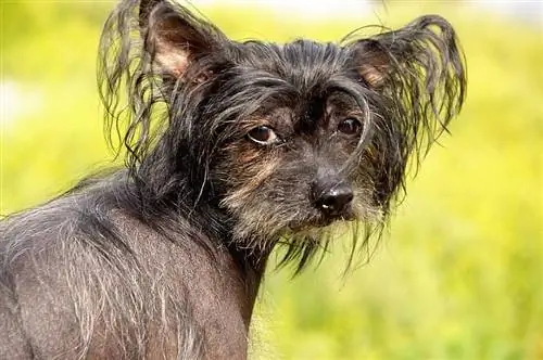 Crested Havanese (Chinese Crested & Havanese Mix) Informacije o pasmi psov: slike, osebnost & Dejstva