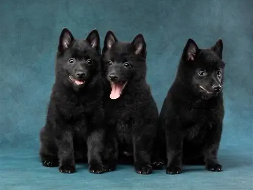 cachorros de schipperke