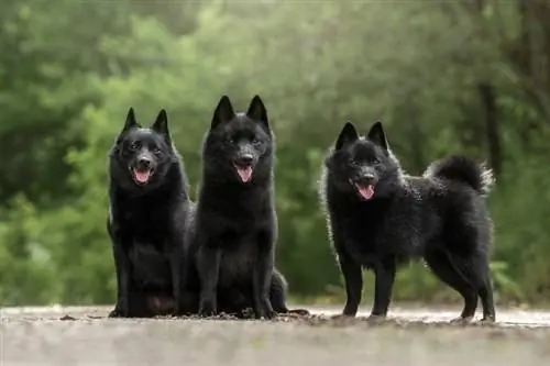 Schipperke Dog Breed معلومات: الصور والشخصية & حقائق