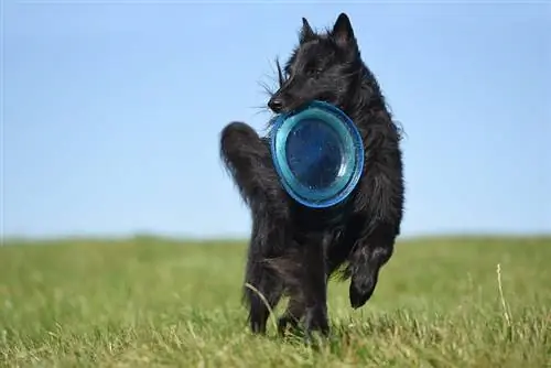 anjing gembala belgia dewasa hitam