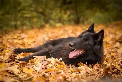 Belgian Sheepdog Breed Info: Mga Larawan, Personalidad & Katotohanan