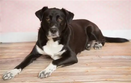 Siberian Husky Labrador Mix Huskador