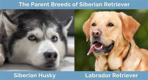 Elternrassen des Siberian Retriever