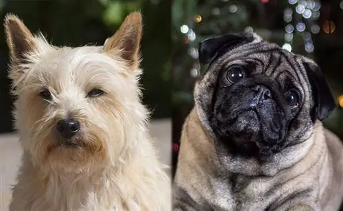 Pugairn (Cairn Terrier & Pug Mix) Información, Imágenes y Características