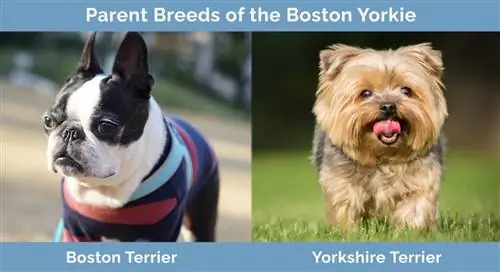 Razze parentali del Boston Yorkie