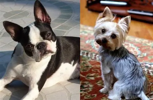 Boston Yorkie (Boston Terrier & Yorkshire Terrier Mix) Cov Ntaub Ntawv, Duab, Qhov Tseeb