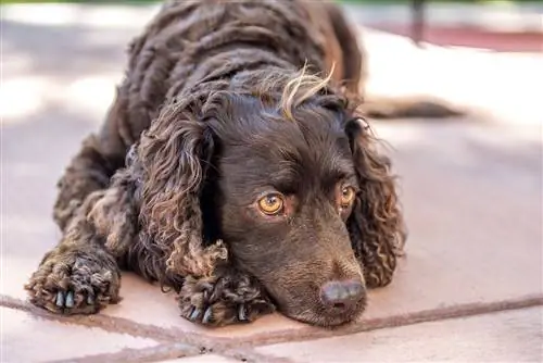 Asmeskas dej spaniel