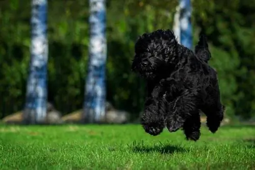 terrier preto russo