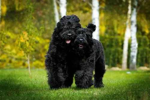 Black Russian Terrier Hund Rasinformation: Bilder, egenskaper & Fakta