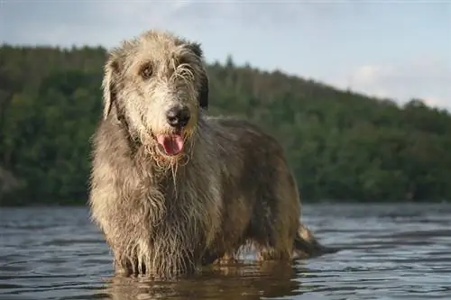 Informații despre rasa câinelui Irish Wolfhound: Imagini, Personalitate & Fapte