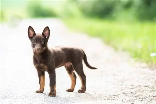 mørk brun australsk kelpie valp