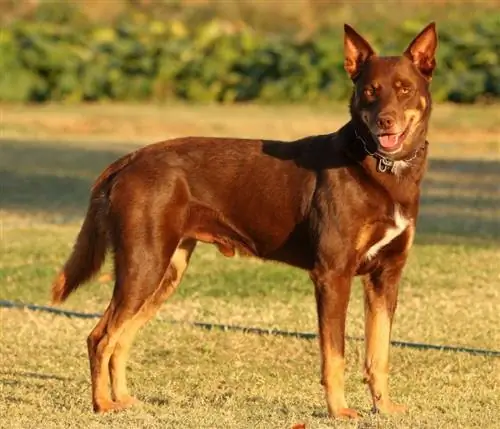 Australian Kelpie, isang mahusay na gumaganang lahi_RMT_shutterstock