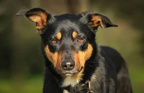 Portræt af en smuk trefarvet Kelpie-hund_KA Willis_shutterstock