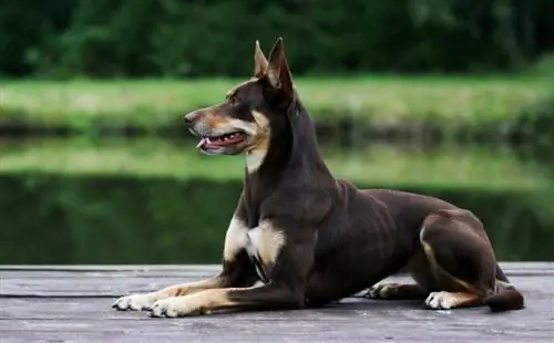 Ljetni portret pametne čokoladno smeđe i žute boje _lisjatina_shutterstock