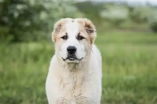 ntxim hlub Central Asian Shepherd Dog_AnetaZabranska_shutterstock