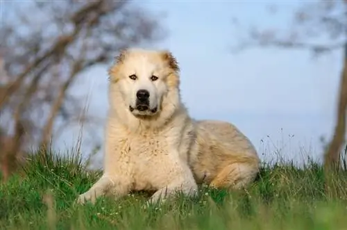 Central Asian Shepherd Aub hauv cov nyom_Ann Tyurina_shutterstock