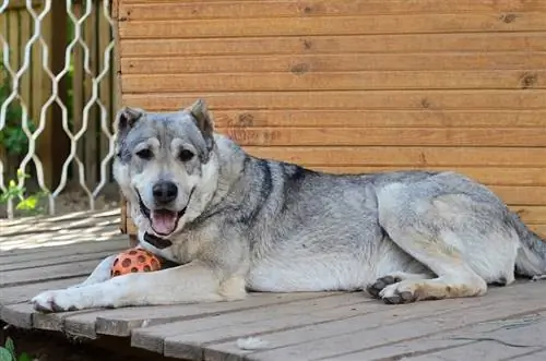 Grote hond centrale aziatische herder_Shamilini_shutterstock