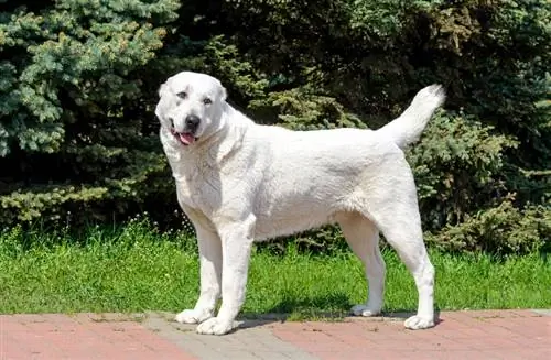 Central Asian Shepherd Dog_volofin_shutterstock