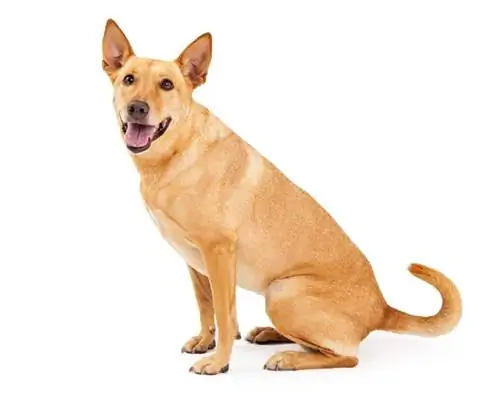 Carolina Dog (Dixie Dingo) ข้อมูลสายพันธุ์: รูปภาพ, ข้อเท็จจริง & ลักษณะนิสัย