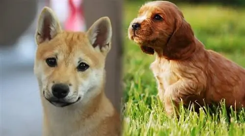 κουτάβια shiba inu cocker spaniel