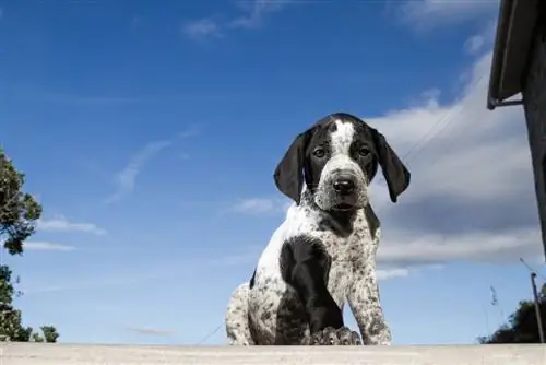 Filhote de cachorro Pointer Alemão de pelo curto preto e branco