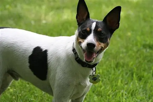 Toy Fox Terrier in gras