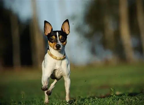 Toy Fox Terrier (Chihuahua & Greyhound Mix) Hundras Info, Bilder, Personlighet & Fakta