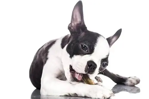 boston terrier