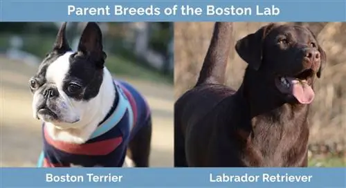 Races parentales du laboratoire de Boston