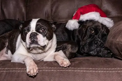 boston terrier at labrador