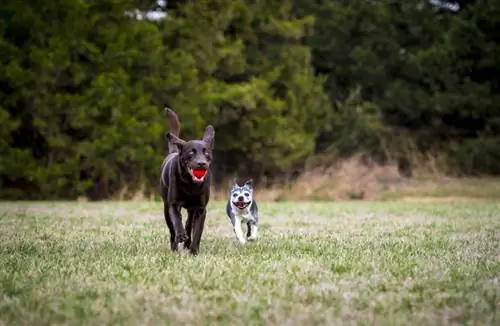 boston terrier dan labrador