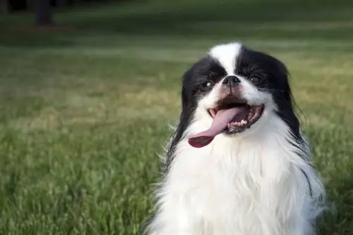 ข้อมูลสายพันธุ์ Japanese Chin Dog: รูปภาพ ลักษณะ & ข้อเท็จจริง