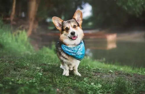 áo len corgi