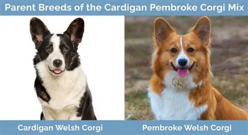 Forældreracer af Cardigan Pembroke Corgi Mix