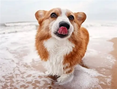 corgi